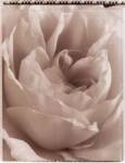 Delicate Rose by Alan Majchrowicz