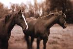 Delightful Beauty I by Jennifer Broussard