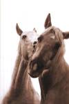 Delightful Beauty II by Jennifer Broussard