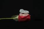 Dennis Brandi Baby On Rose by Tanya Hovey