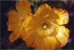 Descanso Poppies by Meg McComb