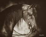 Desert Arabian by Barry Hart