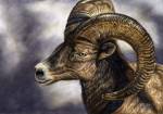 Desert Bighorn Sheep by Cory Carlson