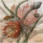 Desert Botanicals II by John Butler