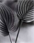 Deux Feuilles by Christian Coigny