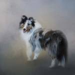 Did You Call Me Blue Merle Shetland Sheepdog by Jai Johnson