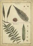 Diderot Antique Ferns III by Denis Diderot