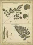 Diderot Antique Ferns IV by Denis Diderot