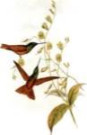 Diphogena Aurora/Hummingbirds by John Gould
