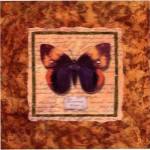 Diva Moth by Abby White