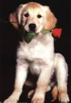 Dog and Rose