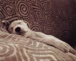 Dog Tired by Jim Dratfield