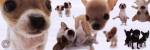 Dogs - Chihuahua by Yoneo Morita