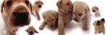 Dogs - Labrador by Yoneo Morita