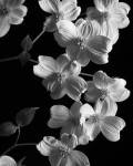 Dogwood 2 by Michael Harrison