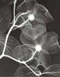 Dogwood Blossoms - Negative by Steven N. Meyers