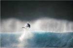 Dolphin breaching in the sea