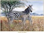 Don Balke - Zebra  and Foal Size 16x20 by Don Balke