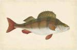 Donovan Antique Fish I by Maria Donovan