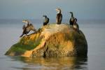 Double-crested cormorant bird, British Columbia by Paul Colangelo / Danita Delimont