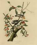 Downy Woodpecker by Vintage Apple Collection