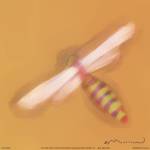 Dragonfly On Yellow by Anthony Morrow