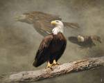 Dreaming Of Freedom Bald Eagles by Jai Johnson