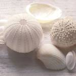 Driftwood Shells IV by Bill Philip