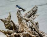 Driftwood Song by Jai Johnson