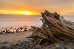 Driftwood Sunset by Chris Moyer