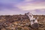 Driftwood View by Chris Moyer
