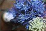 Drummond Blue by Meg McComb