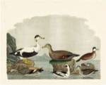 Duck Family I by A. Wilson
