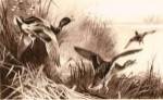 Ducks by Archibald Thorburn