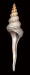 Dupetit?S Spindle by Harold Feinstein
