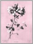 Dussurgey Amaryllis on Pink by Dussurgey