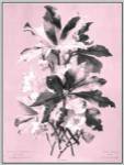 Dussurgey Ellebore on Pink by Dussurgey