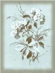 Dussurgey Hydrangea on Blue by Dussurgey
