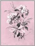 Dussurgey Hydrangea on Pink by Dussurgey