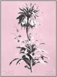Dussurgey Imperiale on Pink by Dussurgey