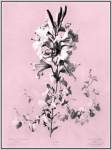 Dussurgey Lilium on Pink by Dussurgey