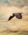 Early Evening Flight Bald Eagle 2 by Jai Johnson