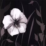 Ebony and Ivory I by Kate Knight