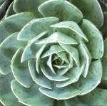 Echeveria II by Jairo Rodriguez