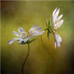 Echo by Mandy Disher