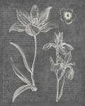 Eden Spring II Gray by Wild Apple Portfolio