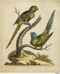 Edwards Parrots V by George Edwards
