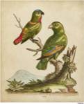 Edwards Parrots VI by George Edwards