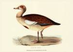 Egyptian Goose by Vision Studios