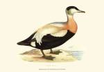 Eider Duck by Vision Studios